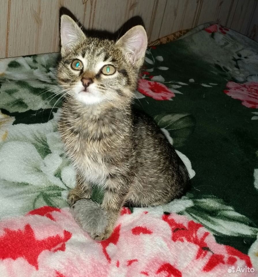 Отдам котенка, с надеждой в сердце