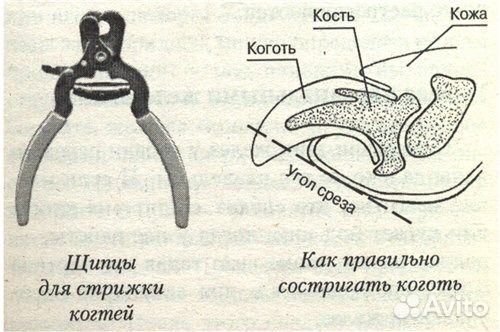 Кровоостанавливающий порошок для стрижки когтей