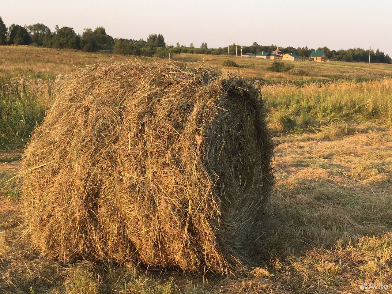 Льняная солома сканворд 6 букв. Льняная солома. Лен на сено. Мякина льна. Треста льна.