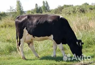 Продам трех дойных коров купить на Зозу.ру - фотография № 1