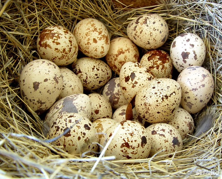 Перепелиное яйцо для инкубации, перепела купить на Зозу.ру - фотография № 3