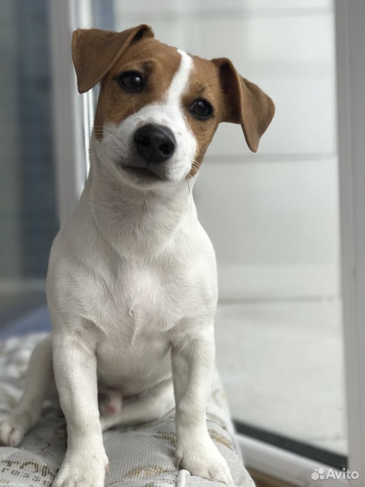 Джек рассел щенок. Лай джек рассел терьера. Лай джек рассел терьера. Лай джек рассел терьера. Лай джек рассел терьера.