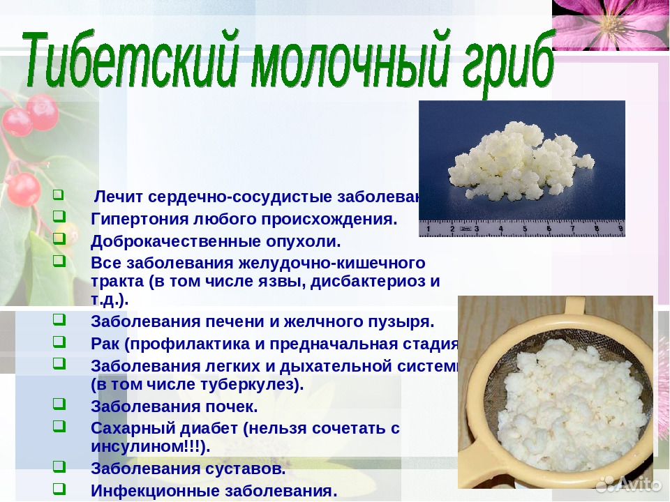 Тибетский молочный гриб купить на Зозу.ру - фотография № 1