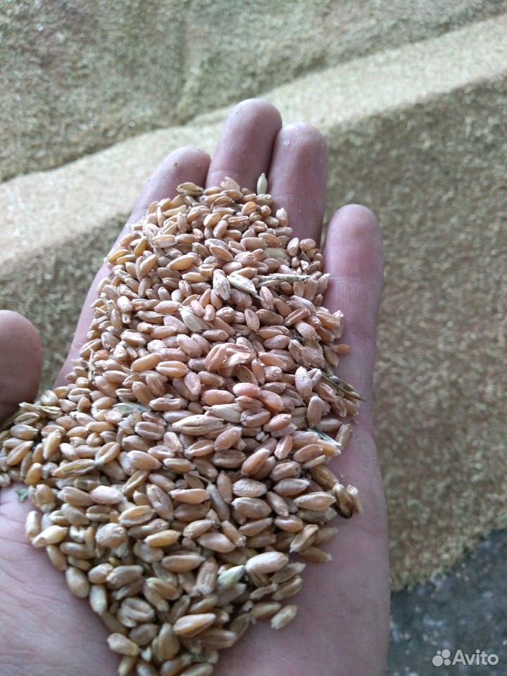 Пшеница купить на Зозу.ру - фотография № 4