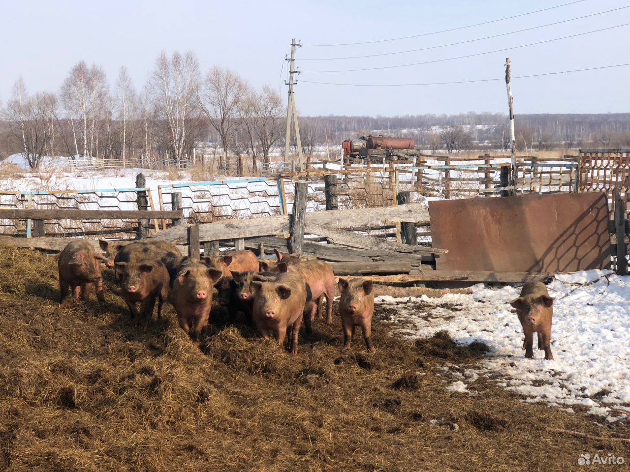 Продам свиней на доращивание купить на Зозу.ру - фотография № 1