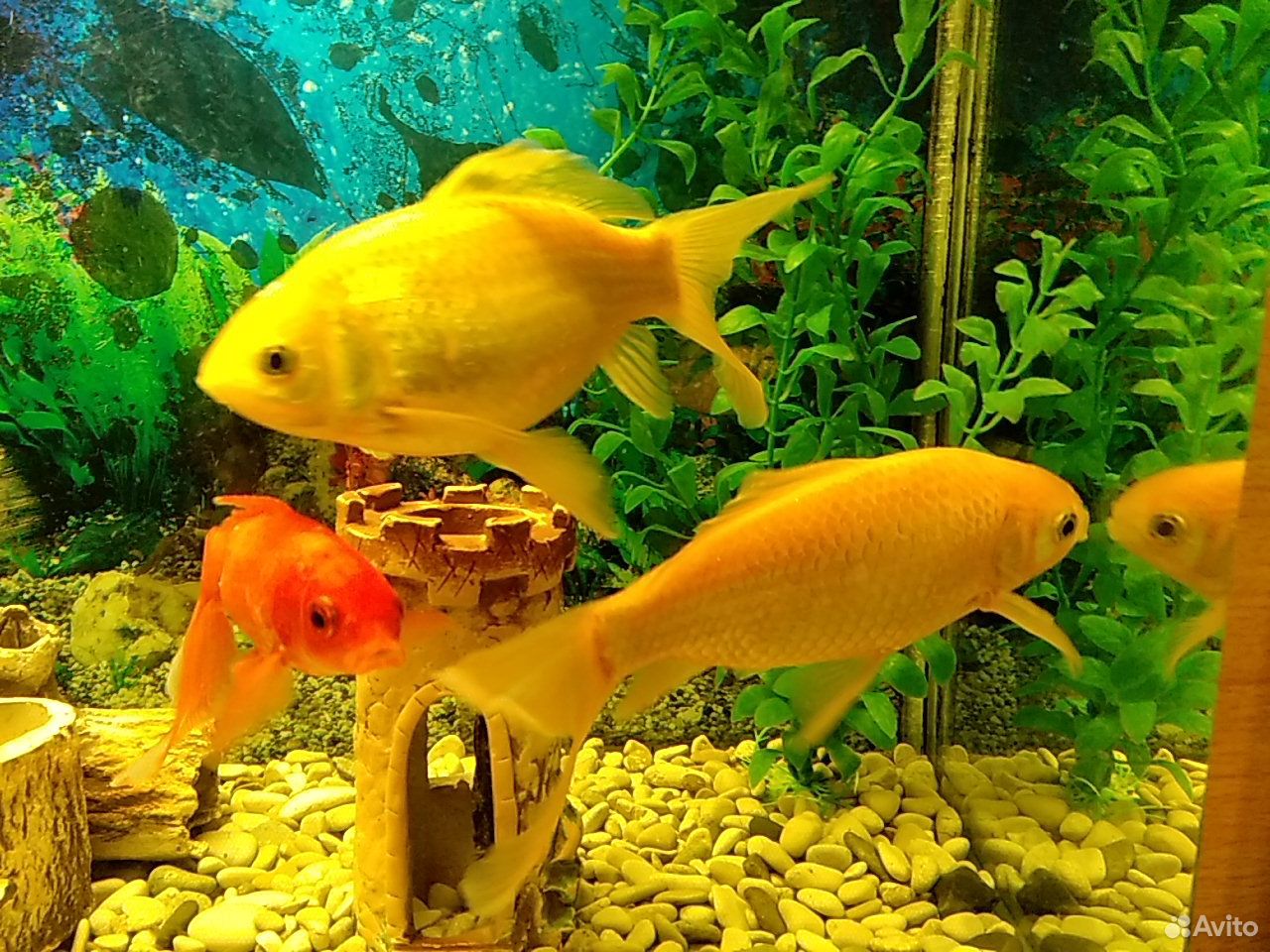 Продам аквариум вместе с рыбками и весь инвентарь купить на Зозу.ру - фотография № 7