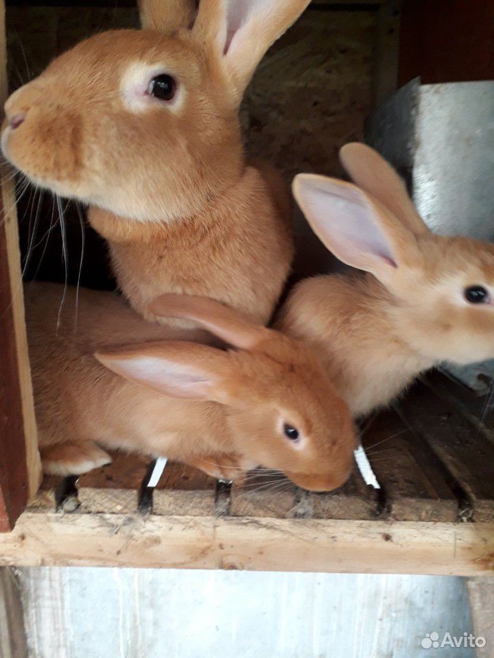 Кролики порода Бургундия купить на Зозу.ру - фотография № 2