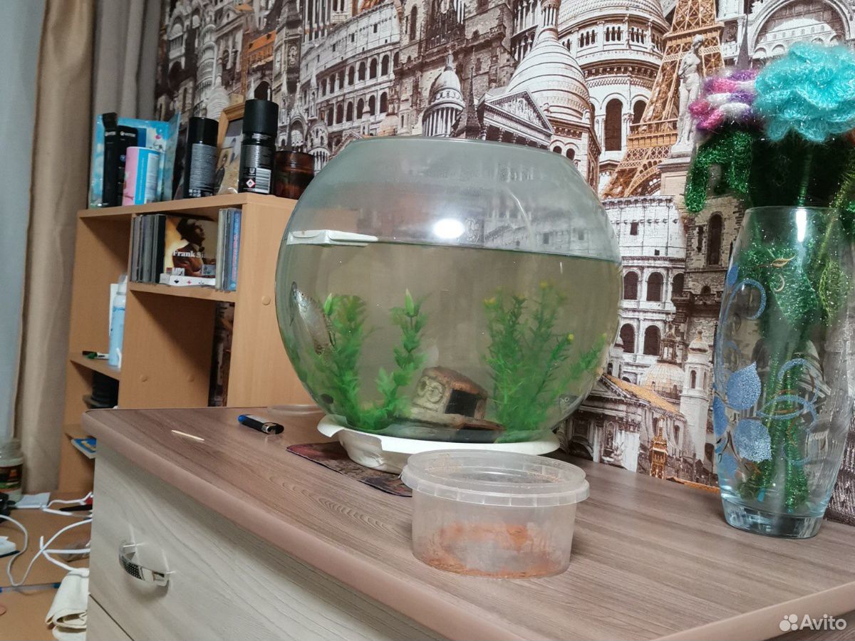 Продам круглый аквариум купить на Зозу.ру - фотография № 2