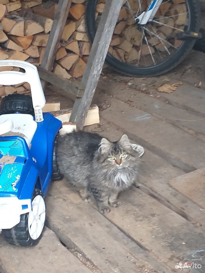 Котёнок купить на Зозу.ру - фотография № 10