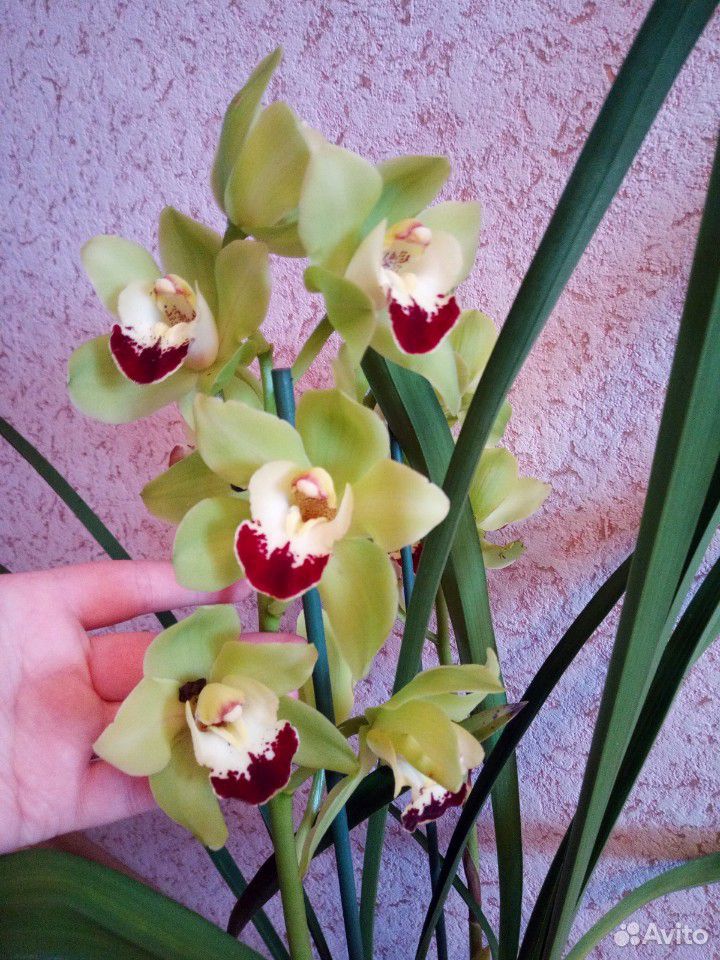 Орхидея Цимбидиум купить на Зозу.ру - фотография № 5