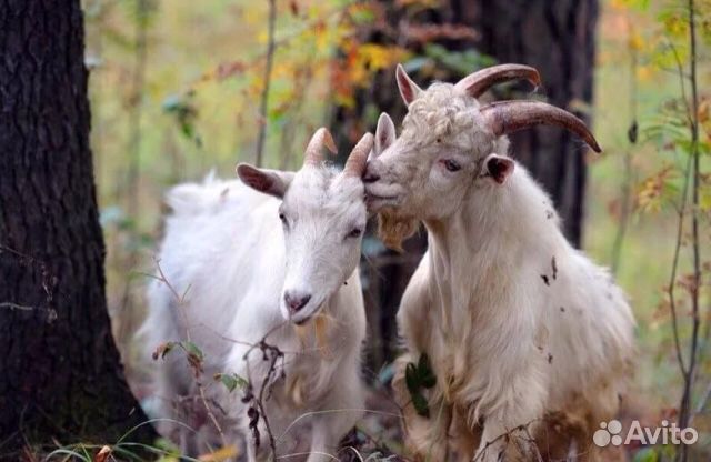 2 козы и козёл купить на Зозу.ру - фотография № 1