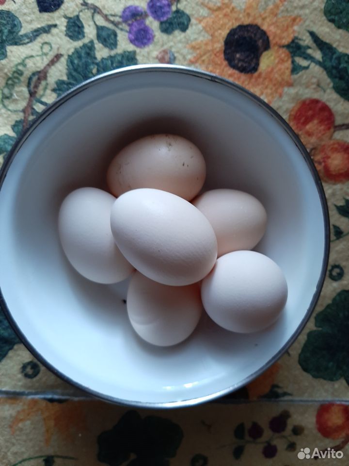 Продать домашнее яйцо купить на Зозу.ру - фотография № 1