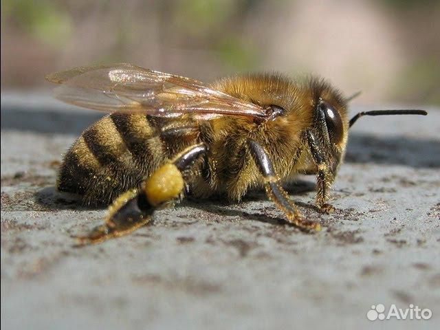 Пчелосемьи Карпатской породы купить на Зозу.ру - фотография № 1