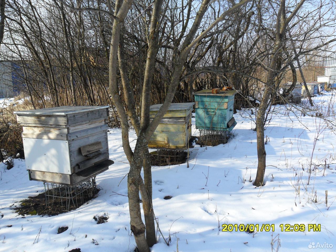 Пчелы: Карпатка, Карника купить на Зозу.ру - фотография № 2
