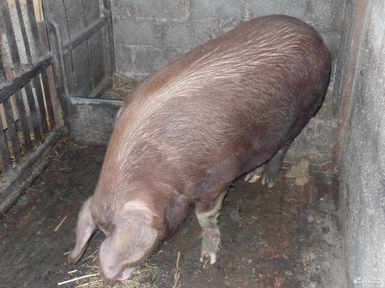 Поросята мясные, свиньи, хряк купить на Зозу.ру - фотография № 9