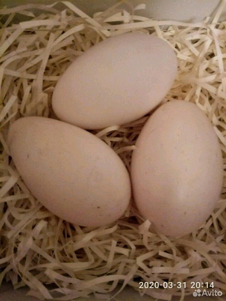 Гусиные яйца для инкубации купить. Яйцо гусиное инкубационное. Инкубационное яйцо гусей. Яйца гуся.