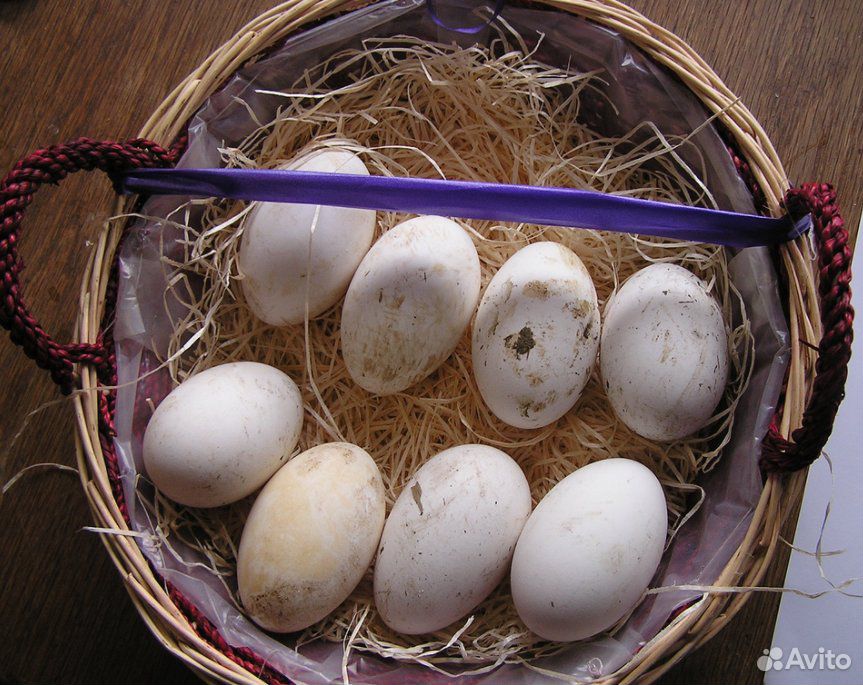 Инкубационные яйца гусей купить на Зозу.ру - фотография № 3