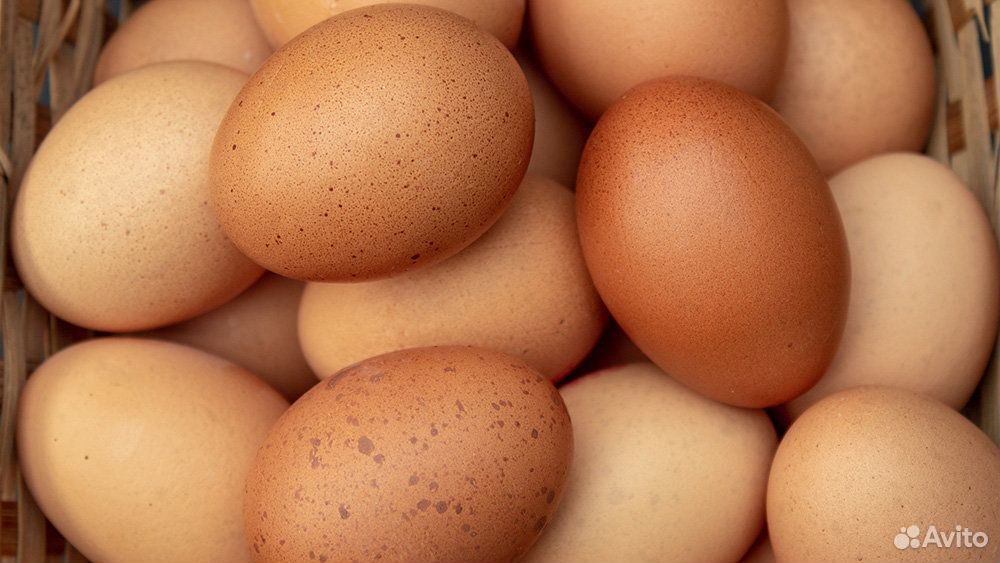 Инкубационное яйцо джерсийского гиганта купить на Зозу.ру - фотография № 1