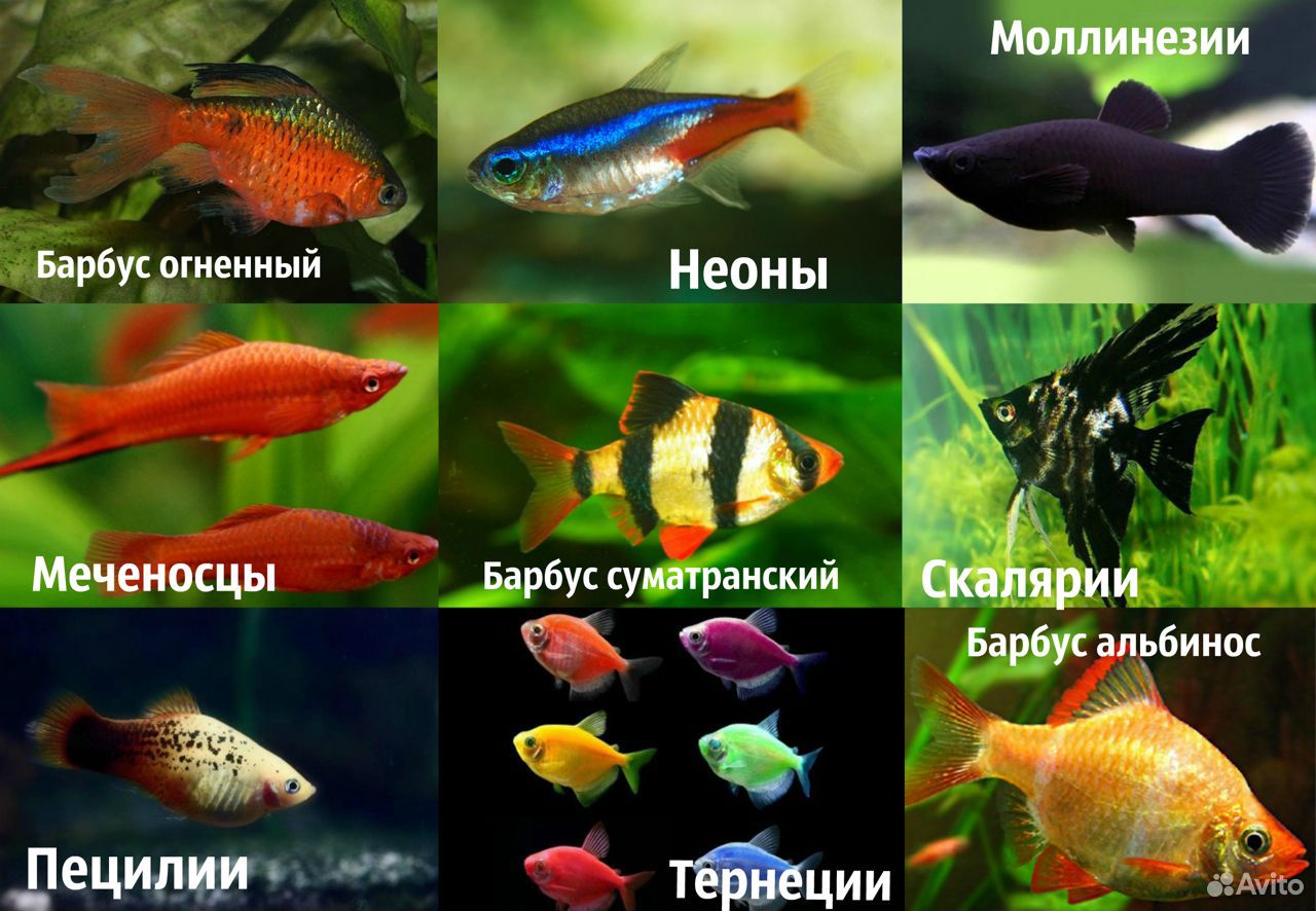 Продаю аквариумных рыбок и корм купить на Зозу.ру - фотография № 1