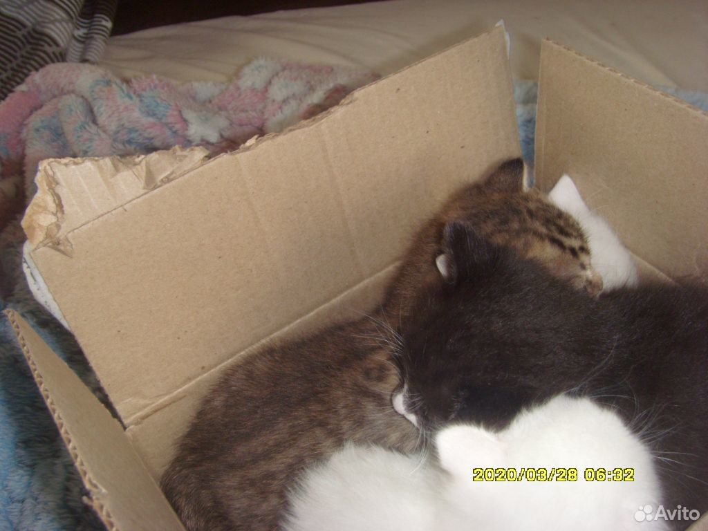 Котята - две кошечки и один котик купить на Зозу.ру - фотография № 1