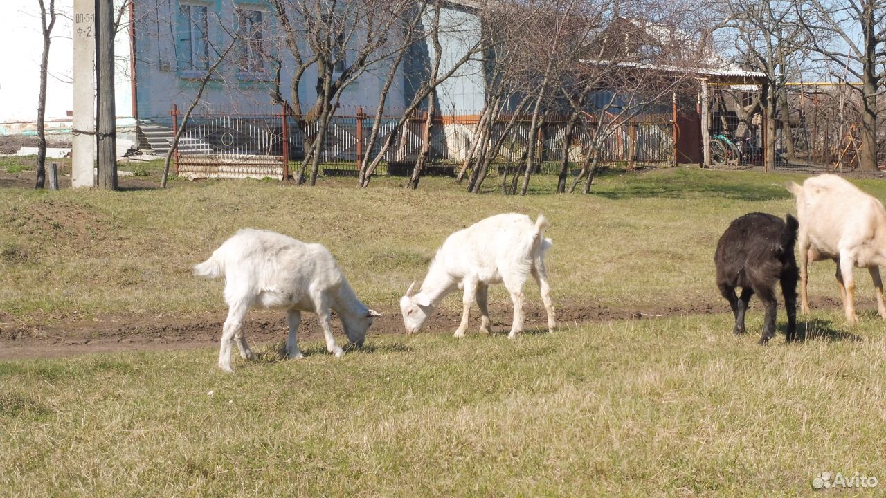 Козы дойные и козлята купить на Зозу.ру - фотография № 4