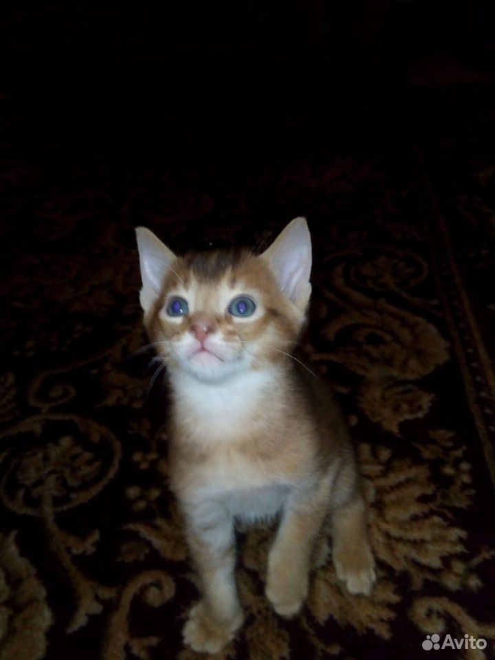 Абиссинские котята купить на Зозу.ру - фотография № 1