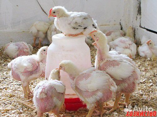 Цыплята бройлерные купить на Зозу.ру - фотография № 2