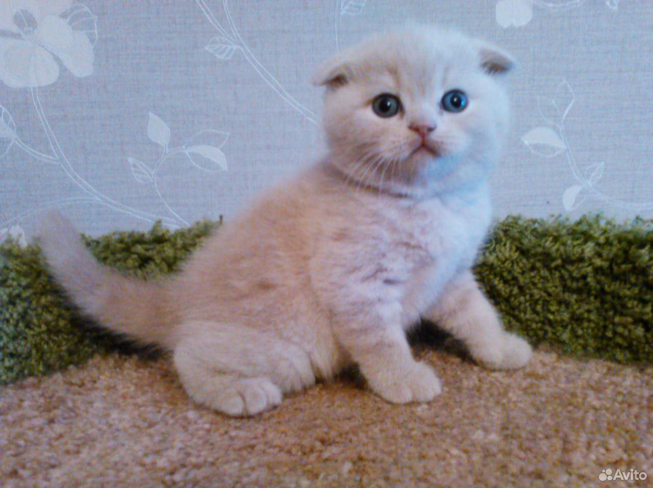 Кремовый мраморный вислоухий кот шотландец