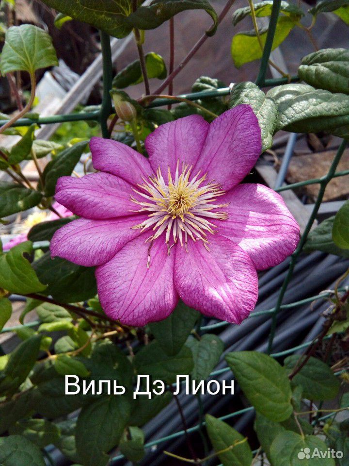 Саженцы садовых растений купить на Зозу.ру - фотография № 2