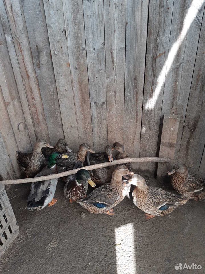 Утки, кряковве подсосные для охоты купить на Зозу.ру - фотография № 1
