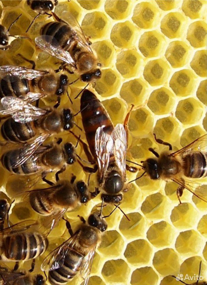 Пчелосемьи и отводки купить на Зозу.ру - фотография № 4