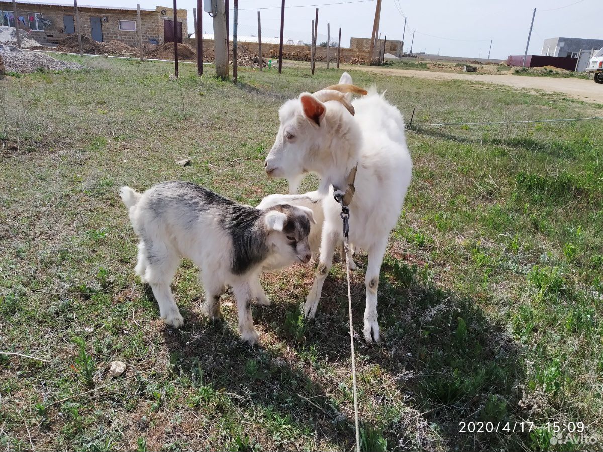 Продам козу с козлятами купить на Зозу.ру - фотография № 5