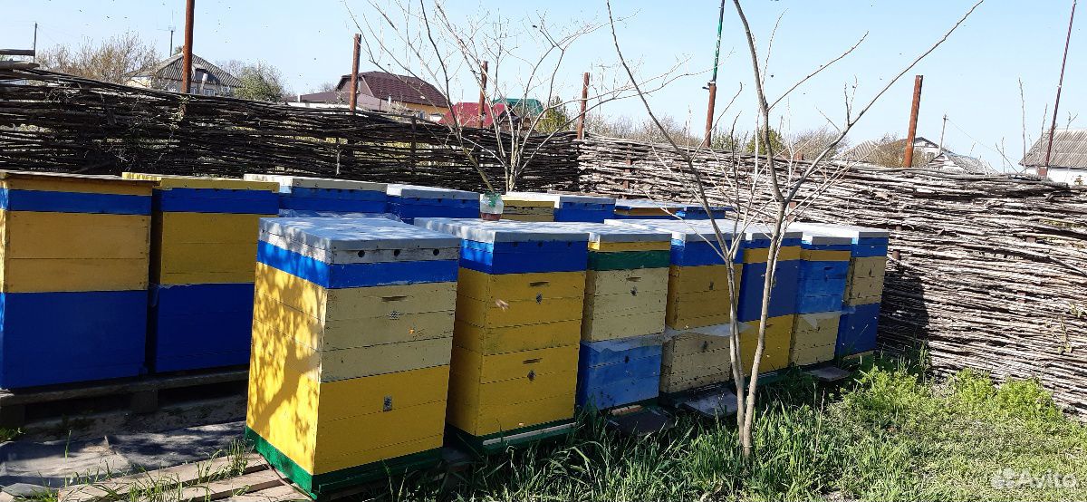 Ульи с пчёлами купить на Зозу.ру - фотография № 1
