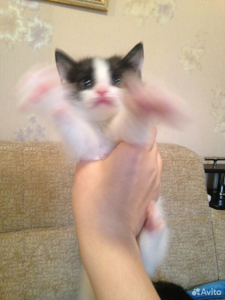 Отдам котёнка в добрые руки) купить на Зозу.ру - фотография № 2