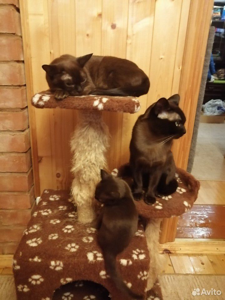Бурманские котята купить на Зозу.ру - фотография № 5