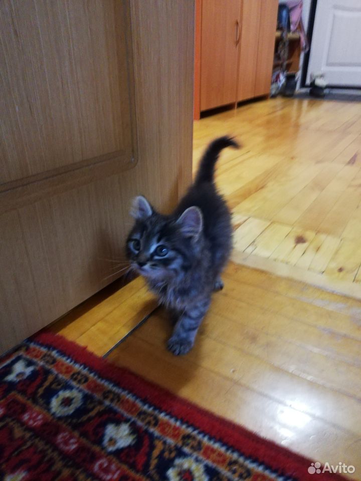 Отдам котёнка купить на Зозу.ру - фотография № 4
