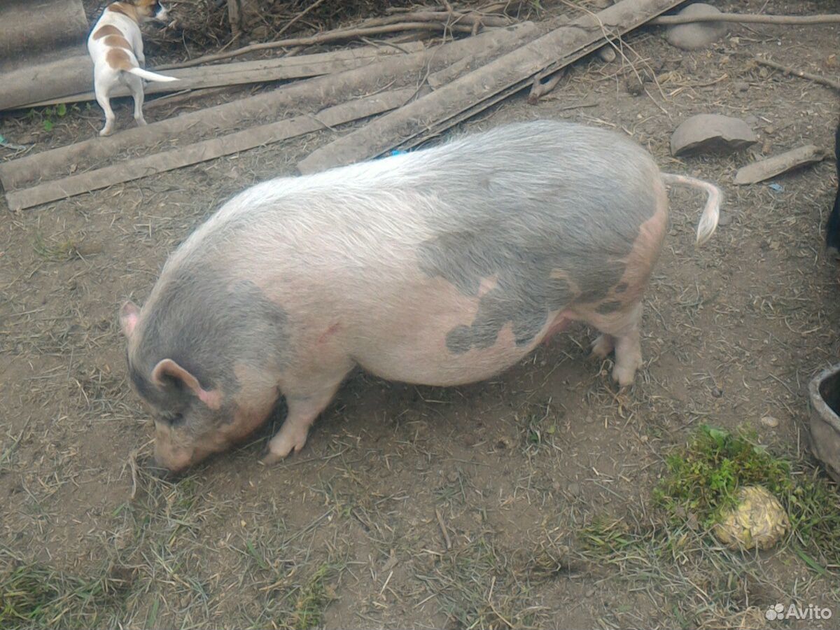 Продам свиноматок 9 месяцев купить на Зозу.ру - фотография № 4