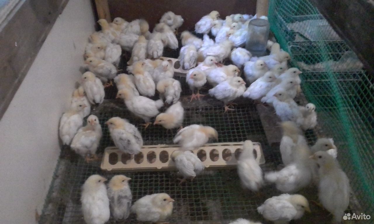 Продаются цыплята серебро купить на Зозу.ру - фотография № 1