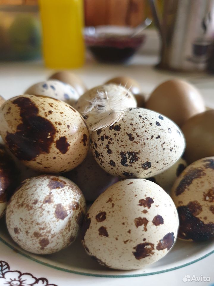 Инкубационное яйцо перепел/фазан купить на Зозу.ру - фотография № 2