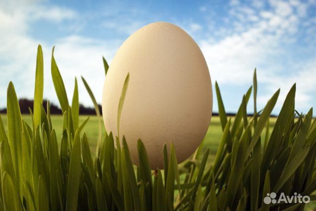 Продается инкубационное яйцо купить на Зозу.ру - фотография № 1