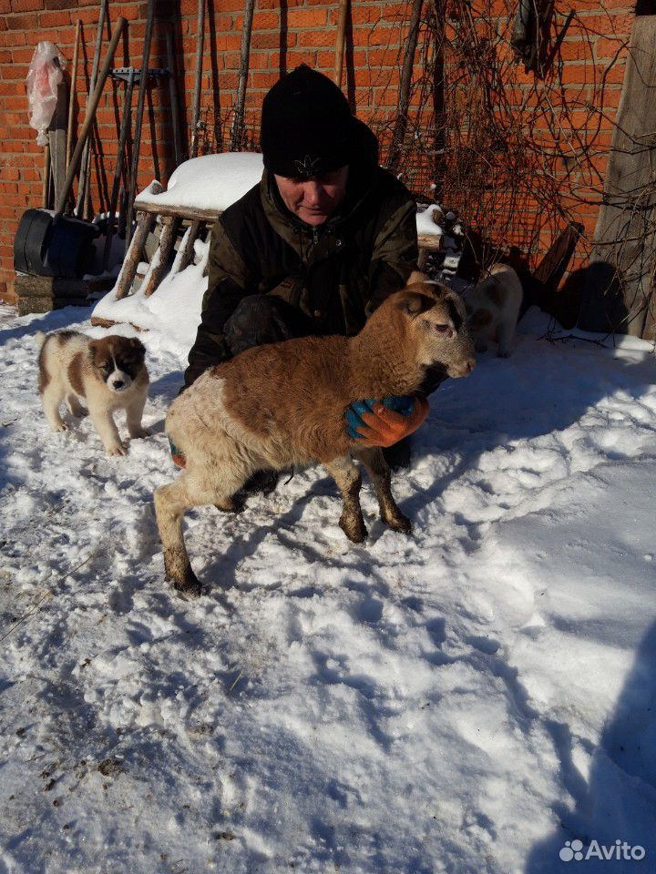 Овцы бараны кутумской породы купить на Зозу.ру - фотография № 3