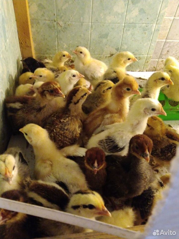 Продам цыплят домашние несушки купить на Зозу.ру - фотография № 1