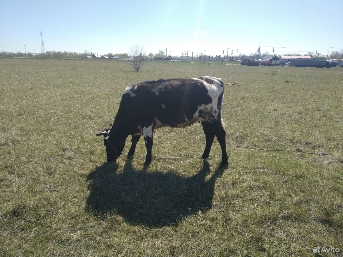 Корова с телят купить на Зозу.ру - фотография № 4