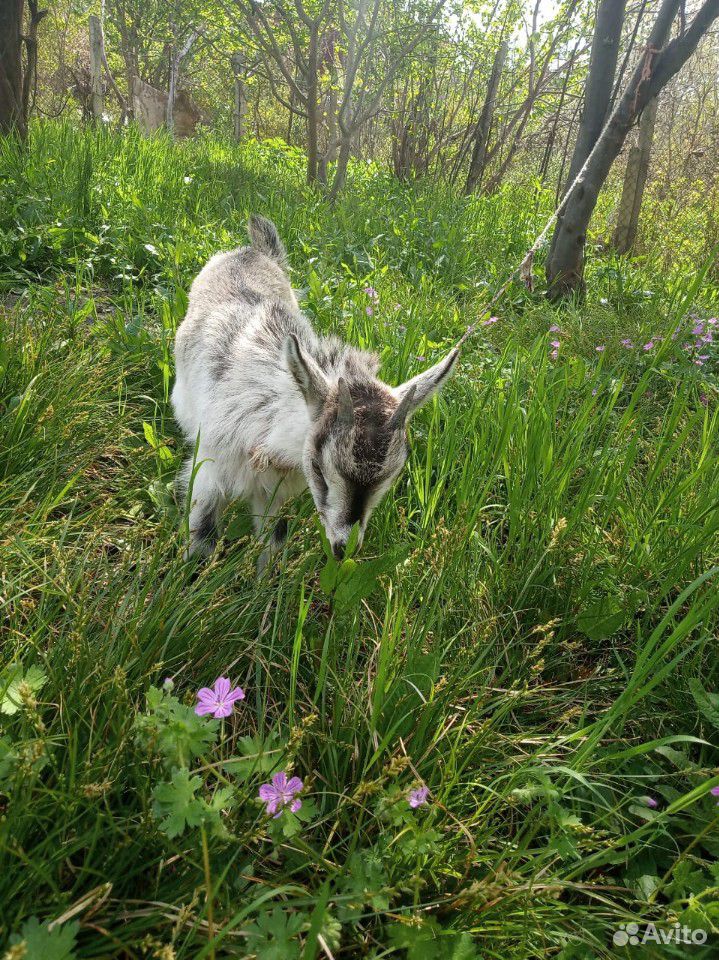Козлята дойной козы купить на Зозу.ру - фотография № 2