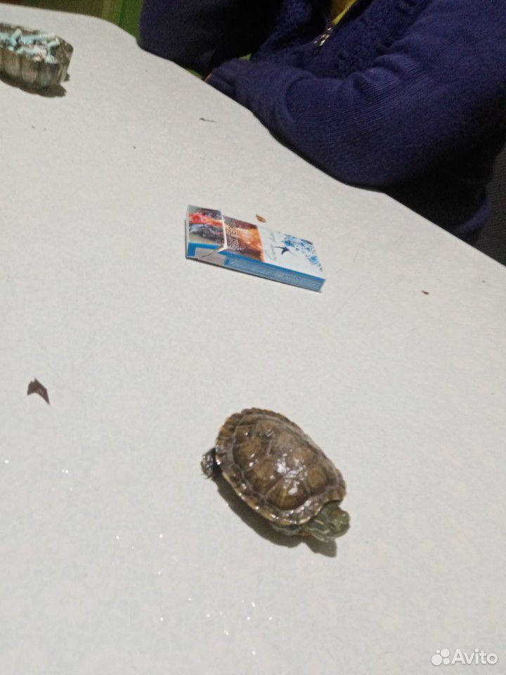 Черепаха красноухая купить на Зозу.ру - фотография № 3