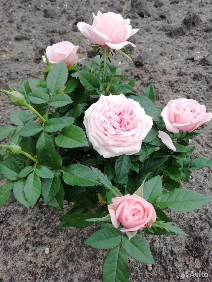 Роза кустовая в ассортименте купить на Зозу.ру - фотография № 6