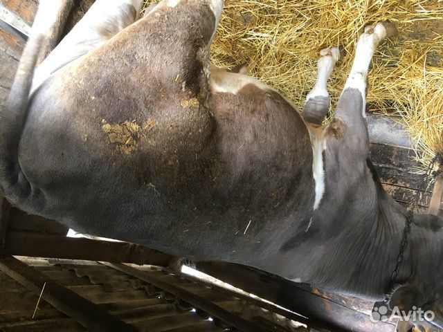 Быки, корова (На мясо) купить на Зозу.ру - фотография № 1