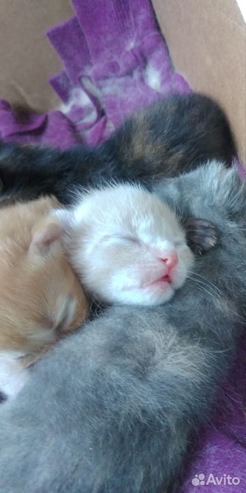 Рыжий,персиковый, серый и черный котята купить на Зозу.ру - фотография № 3