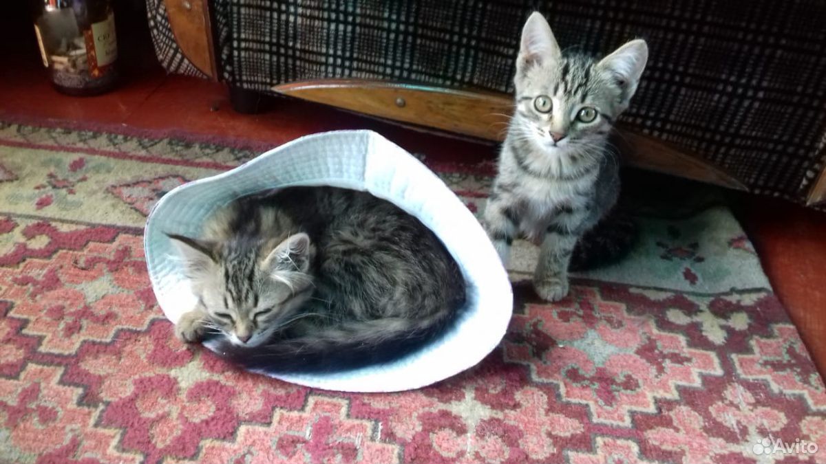 2 кошечки и котик купить на Зозу.ру - фотография № 2