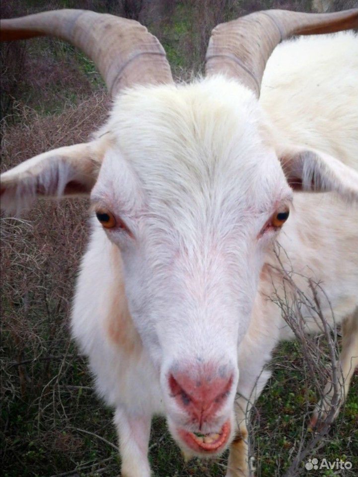 Продам стадо коз с козлятами на выбор купить на Зозу.ру - фотография № 4